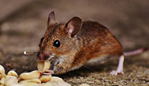 24 Hour & Emergency Exterminators in Presidio Of Monterey, CA